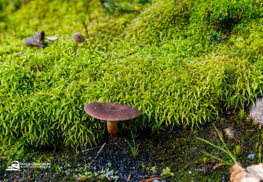Pilz im Moos