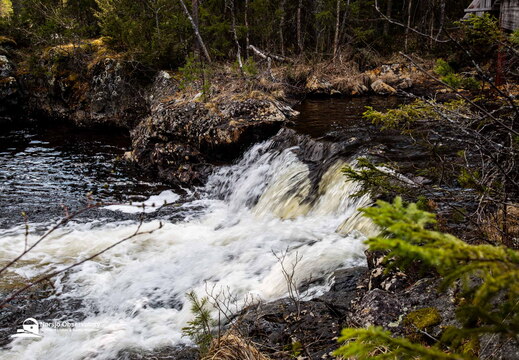 Mårdseleforsens naturreservat