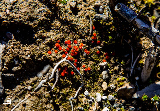 Gemeinen Borstling (Humaria hemisphaerica)