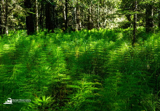 Wald-Schachtelhalm (Equisetum sylvaticum)