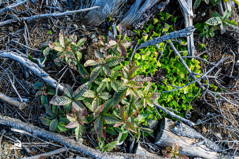 Siebenstern (Trientalis europaea (bzw. Lysimachia europaea) + Sauerklee (Oxalis acetosella)