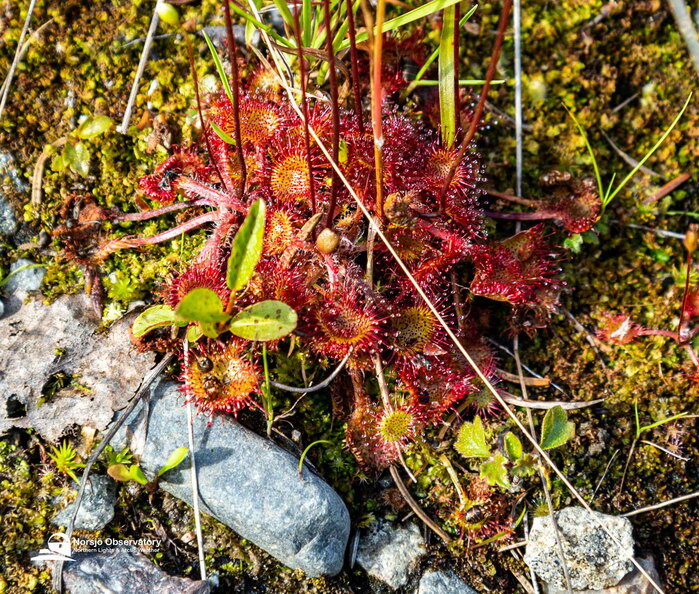 Rundblättrige Sonnendau (Drosera rotundifolia