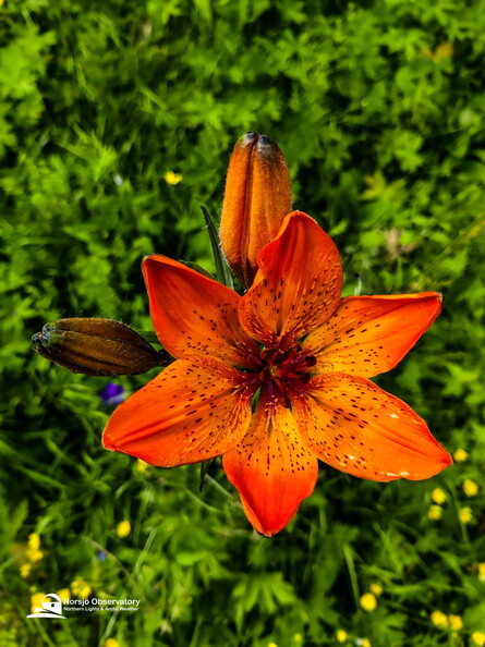 Feuer-Lilie (Lilium bulbiferum)