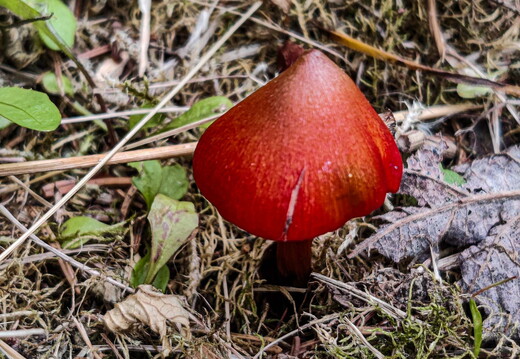 Spitzgebuckelten Rauhkopf