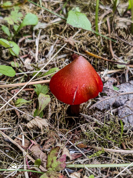 Spitzgebuckelten Rauhkopf
